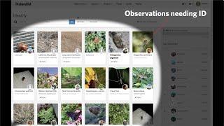 Identify Page Tutorial - iNaturalist