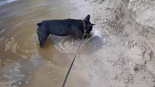 Французский бульдог Ася и водные процедуры часть 2