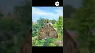 Night butterfly