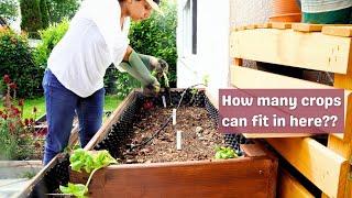 Planting my Raised Beds on my Patio | Polyculture