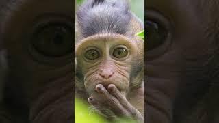 $SIGA (Monkey Pox Play)