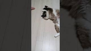 장난치는 집사 응징하는 고양이 찬이 #고양이 #랙돌 #버만 #cat #집사 #고양이일상