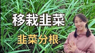 【Garden 87】Grow & divide Chinese garlic chives，get rid of pest 韭菜移栽、分根，最有效的除虫（韭蛆），实现韭菜自由｜韭菜种植技巧