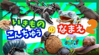 【子供向け 昆虫アニメ】昆虫や無脊椎動物など生き物の名前を覚えようpart 2カブトムシ、ダンゴムシ、カタツムリなど人気のいきもの17種が大集合！【  夏休み向け虫さん 生き物の知育動画】