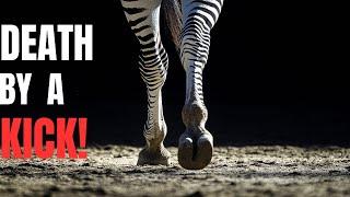 FORMIDABLE LEGS! — Meet The Deadliest Kicks On The Planet.. All Kicks Can Kill A Lion!