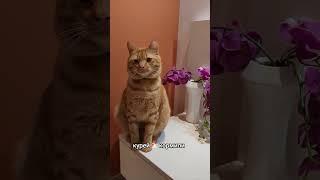 Домашнее хозяйство 