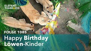 Leipziger Löwenkinder feiern Geburtstag (Folge 1085) | Elefant, Tiger & Co. | MDR
