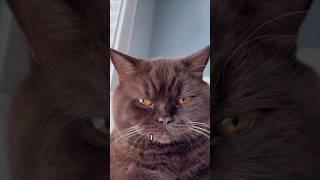 #justice4mocha #mikaandmocha  #cats #funny #catstories #browncat #chocolatebritishshorthair