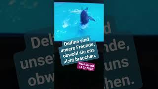 Delfine sind unsere Freunde, obwohl sie uns nicht brauchen.