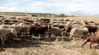 Premio Tierras de Zamora 2013 - Churreros Transhumantes de Aliste y Sierra de la Culebra