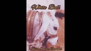 White Bull #cowmandi2023 , #cowshorts , #whitebull ,