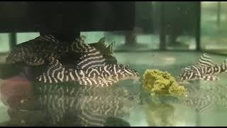 L340 Mega Clown Plec