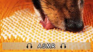 ASMR Puppy Dog Enjoys Frozen Goats Milk LickiMat Satisfying Relaxing Tingly Eating Sounds No talking