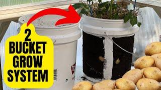 How To Grow Potatoes In 5 Gallon Buckets For Beginners (Self Watering)