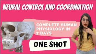 Human Physiology in 7 days with mind maps | Neural Control And Coordination | Ishita Khurana