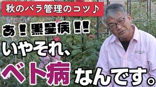 【バラの育て方】秋のバラ管理のコツあ！黒星病！！いやそれ、「ベト病」なんです。（2024年11月8日）