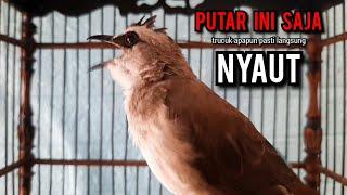 trucukan gacor TARUNG ROPEL PANJANG pancingan trucukan agar bunyi jadikan burung trucuk gacor NYAUT