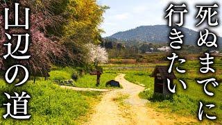 【JAPAN in 8K】Old trail Nara Yamanobe-no-michi from Tneri to Miwa