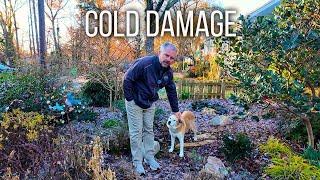 Dealing with Cold Damage in the Garden - Five Minute Friday