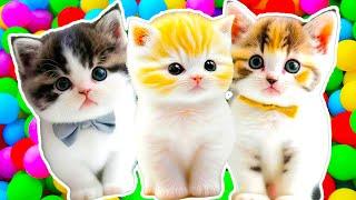 ANAK KUCING MEONG MEONG | Lagu Anak - Anak | Kompilasi Kucing Lucu