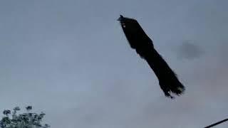 Peacock takes flight filmed by Tim Sabatino in Shadow Hills, California