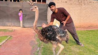 Turab K Lye Surprise Gift Mangwa LiaHmare Mini Zoo Main Ostrich Agiya️