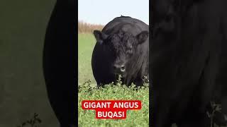 TO'NALIK ANGUS BUQA NECHA BAXO BERSIZLAR