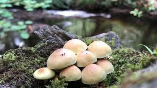 Sulphur Tuft Mushrooms