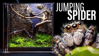 Jumping Spider Vivarium (Easy & Beautiful DIY Setup)