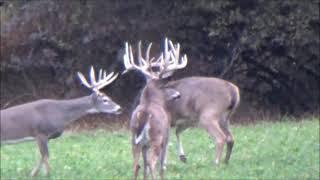 Illinois giant whitetails