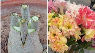 ADENIUM PLANT Multiple Grafting Method For Beginners | Easy Graft On Desert Rose