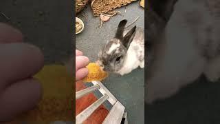 I am your bunny  Snowy’s The Boss #bunny #cutebunny #rabbit #iamyourbunny #cutepet #funny #cute