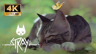 Stray MOD Play as Gray and White Tabby Sock Cat so Cute Paw Gameplay PC [4K] %