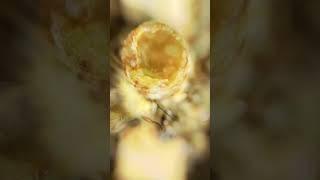 Школа Пчеловодства онлайн #пчеловодство #мёд #пчеловод #bee #пчелы
