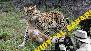 EPIC Double Leopard Hunt Leaves Mother SURPRISED- Virtual Safari #253