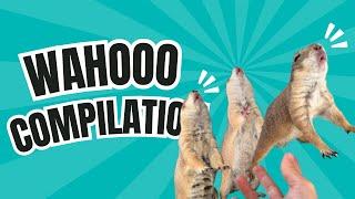 Prairie Dog “WAHOO” compilation 