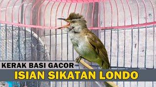 Kerak basi alis putih GACOR isian SIKATAN LONDO volume JERNIH masteran durasi panjang