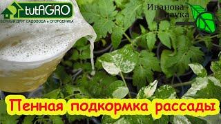 ВСЕ ТОЛСТЕЮТ ОТ ЭТОЙ ПОДКОРМКИ: толстый стебель, листья, коренастая рассада - всё как вы хотите.