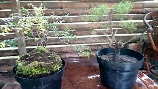 Two Minions Bonsai