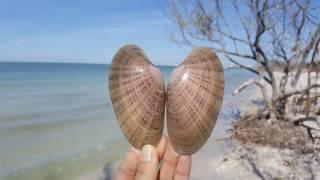 Shelling Adventures - Shell Key Preserve, Summer 2018