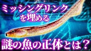 【ゆっくり解説】4億年前の謎の生物　その正体が判明！パレオスポンディルスとは何者か？