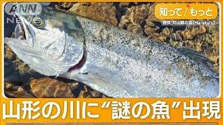 “謎の魚”相次いで釣りあげられる　自然界にいないはずが…幼魚約1000匹を勝手に放流【グッド！モーニング】(2024年4月11日)