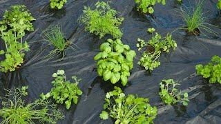 MULCHING FILM AROMATIC HERBS GB