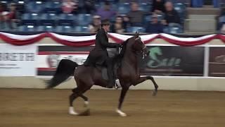 INCEPTION ~ 2017 US National Champion AEPA $100,000 English Pleasure Futurity