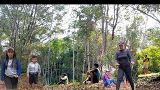 EMANG BOLEH TAH ⁉️ Mulung Cengkeh Diantara Pria Pria Pemetik Cengkeh Itu 