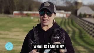 What is lanolin?  |  Salty Britches is a lanolin base