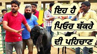 ਇਸ ਤਰ੍ਹਾਂ ਲੱਭੂ ਅਸਲੀ ਬੱਕਰਾ SR commercial goat farm