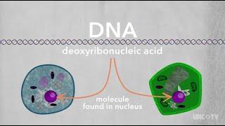 DNA 101