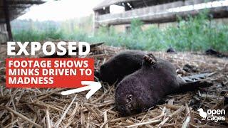 Inside a fur farm: minks tear each other apart in Lithuania