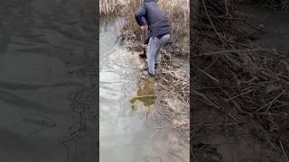 БОБЕР ЗАГОРОДИВ ВОДУ РОЗБИРАЄМО ДАМБУ